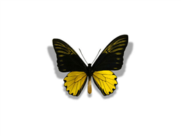 Con bướm màu vàng đen