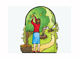Người phụ nữ đang hái táo