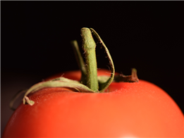 tomato