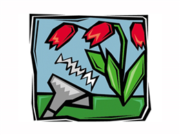 Hoa tulip