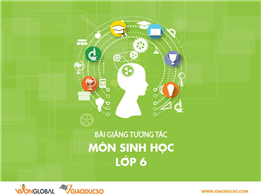 Cây có hô hấp không